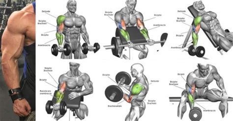 herbiceps|Bicep Workouts for Strength With the Best Bicep .